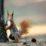 squirrel characteristics