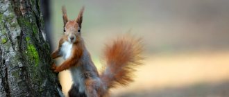 squirrel characteristics