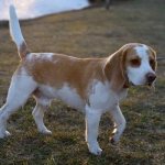 White and brown Beagle