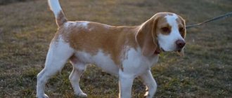 White and brown Beagle