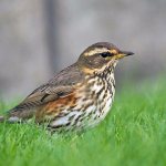 Whitebrow (lat. Turdus iliacus)