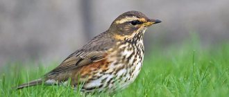 Whitebrow (lat. Turdus iliacus)