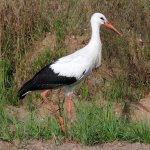 white stork near Moscow photo