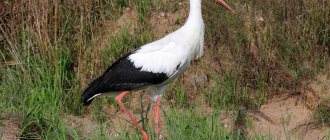 white stork near Moscow photo