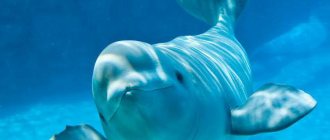 what is the white dolphin called?