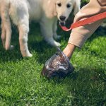 White feces in a dog