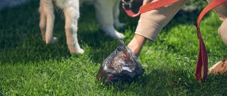 White feces in a dog