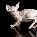 White Sphynx kitten.