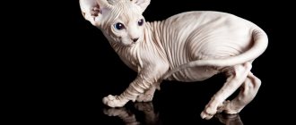 White Sphynx kitten.