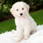 White labradoodle