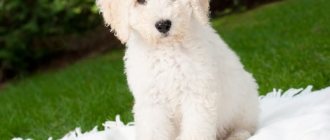 White labradoodle