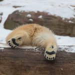 Polar-bear-animal-Description-features-lifestyle-and-habitat-of-a-bear-3