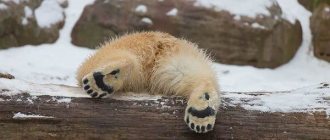 Polar-bear-animal-Description-features-lifestyle-and-habitat-of-a-bear-3