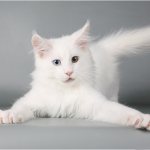 white Maine Coon