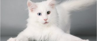 white Maine Coon