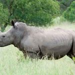 White rhinoceros animal description