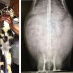 A pregnant cat and her X-ray image showing kittens