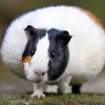 Pregnant guinea pig