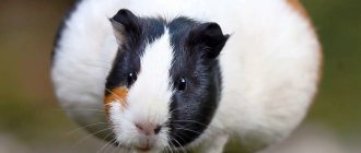 Pregnant guinea pig