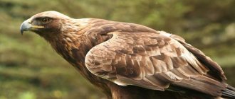 Golden eagle