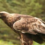 Golden eagle