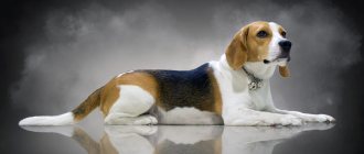 Beagle