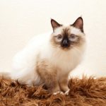 Burmese cat