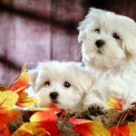 Bichon Frize breed photo