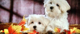 Bichon Frize breed photo