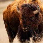 Bison - bovid family