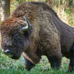 Bison in the forest