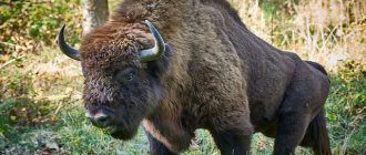 Bison in the forest