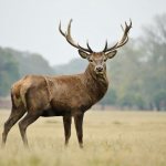 Noble deer