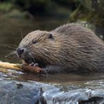 Canadian beaver