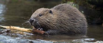 Canadian beaver