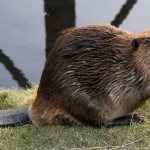 Beaver