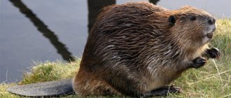 Beaver