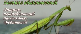 Common praying mantis