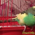 Painful condition in a parrot