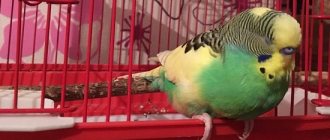 Painful condition in a parrot