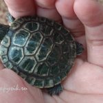 Eye diseases in turtles