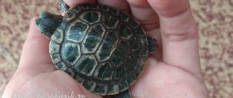 Eye diseases in turtles