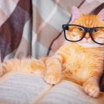 eye diseases in cats