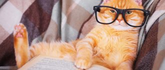 eye diseases in cats