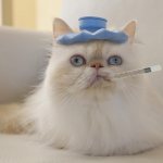 cat diseases