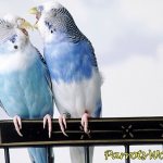 Paw diseases in parrots: symptoms, treatment