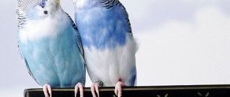 Paw diseases in parrots: symptoms, treatment