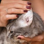 Ear diseases in cats