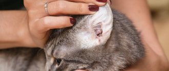 Ear diseases in cats