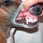 Dental disease in dogs